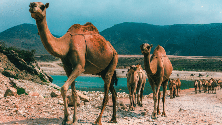 Oman_Coverimg