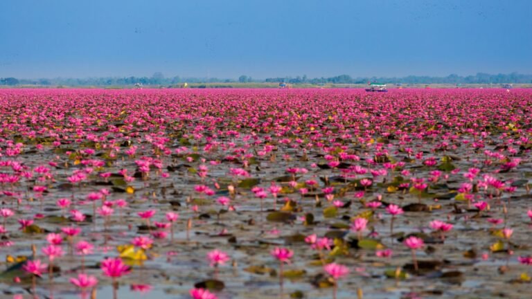 Red Lotus Sea Festival Tour Cover