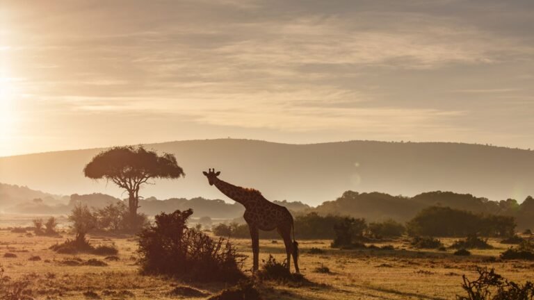 Kenya Safari Maasai Mara_Cover